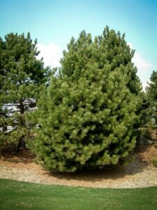 Сосна Чёрная (Pinus Nigra) купить по цене от 270.00р. в интернет-магазине «Посадика» с доставкой почтой в в Гусь-Хрустальныйе и по всей России – [изображение №1].