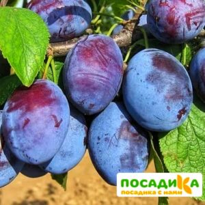 Слива Чачакская ранняя купить по цене от 229.00р. в интернет-магазине «Посадика» с доставкой почтой в в Гусь-Хрустальныйе и по всей России – [изображение №1].