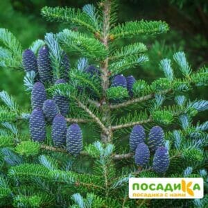 Пихта корейская (Abies koreana) купить по цене от 450.00р. в интернет-магазине «Посадика» с доставкой почтой в в Гусь-Хрустальныйе и по всей России – [изображение №1].