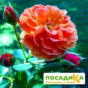 Роза Арабия купить по цене от 350.00р. в интернет-магазине «Посадика» с доставкой почтой в в Гусь-Хрустальныйе и по всей России – [изображение №1].