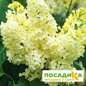 Сирень Примроуз (Primrose) купить по цене от 529.00р. в интернет-магазине «Посадика» с доставкой почтой в в Гусь-Хрустальныйе и по всей России – [изображение №1].