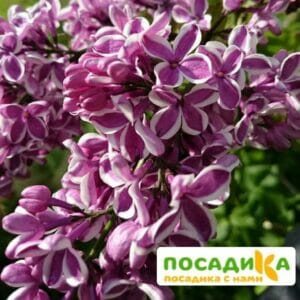 Сирень Сенсация купить по цене от 529.00р. в интернет-магазине «Посадика» с доставкой почтой в в Гусь-Хрустальныйе и по всей России – [изображение №1].