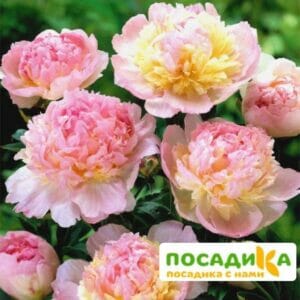 Пион Распберри Сандей (Paeonia Raspberry Sundae) купить по цене от 959р. в интернет-магазине «Посадика» с доставкой почтой в в Гусь-Хрустальныйе и по всей России – [изображение №1].