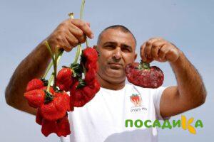 Клубника Гигант Джорнея купить по цене от 266р. в интернет-магазине «Посадика» с доставкой почтой в в Гусь-Хрустальныйе и по всей России – [изображение №1].