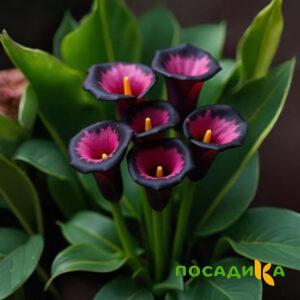 Калла Аура Лейс купить по цене от 400р. в интернет-магазине «Посадика» с доставкой почтой в в Гусь-Хрустальныйе и по всей России – [изображение №1].