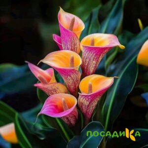 Калла Оникс купить по цене от 450р. в интернет-магазине «Посадика» с доставкой почтой в в Гусь-Хрустальныйе и по всей России – [изображение №1].