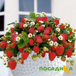 Клубника Рубиновый Шепот (горшечная) купить по цене от 240р. в интернет-магазине «Посадика» с доставкой почтой в в Гусь-Хрустальныйе и по всей России – [изображение №1].