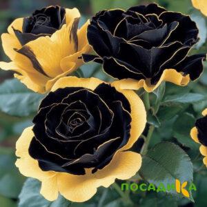 Роза Ханни Сикл купить по цене от 700р. в интернет-магазине «Посадика» с доставкой почтой в в Гусь-Хрустальныйе и по всей России – [изображение №1].