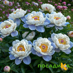 Пион акварельный Этюд купить по цене от 806р. в интернет-магазине «Посадика» с доставкой почтой в в Гусь-Хрустальныйе и по всей России – [изображение №1].