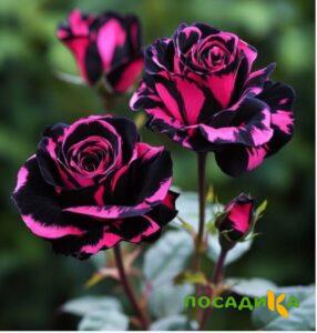 Роза Багровый Шепот купить по цене от 366р. в интернет-магазине «Посадика» с доставкой почтой в в Гусь-Хрустальныйе и по всей России – [изображение №1].