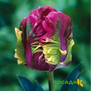 Тюльпан Экзотик Хэвен купить по цене от 186р. в интернет-магазине «Посадика» с доставкой почтой в в Гусь-Хрустальныйе и по всей России – [изображение №1].