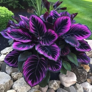 Хоста Люминоза купить по цене от 450р. в интернет-магазине «Посадика» с доставкой почтой в в Гусь-Хрустальныйе и по всей России – [изображение №1].