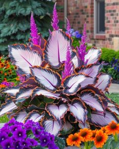 Хоста Кримэн Дрим купить по цене от 549р. в интернет-магазине «Посадика» с доставкой почтой в в Гусь-Хрустальныйе и по всей России – [изображение №1].