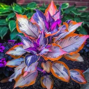 Хоста Эмеральд Тиара купить по цене от 602р. в интернет-магазине «Посадика» с доставкой почтой в в Гусь-Хрустальныйе и по всей России – [изображение №1].