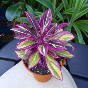 Хоста Сильвер Стик купить по цене от 650р. в интернет-магазине «Посадика» с доставкой почтой в в Гусь-Хрустальныйе и по всей России – [изображение №1].