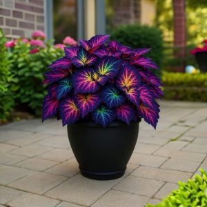 Хоста Фрости Блю купить по цене от 389р. в интернет-магазине «Посадика» с доставкой почтой в в Гусь-Хрустальныйе и по всей России – [изображение №1].