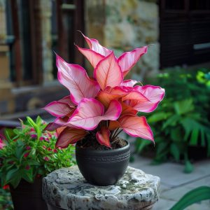 Хоста Розовая Симфония купить по цене от 800р. в интернет-магазине «Посадика» с доставкой почтой в в Гусь-Хрустальныйе и по всей России – [изображение №1].