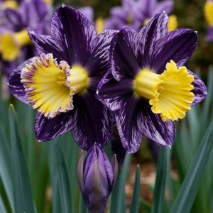 Нарцисс Акропоис купить по цене от 382р. в интернет-магазине «Посадика» с доставкой почтой в в Гусь-Хрустальныйе и по всей России – [изображение №1].