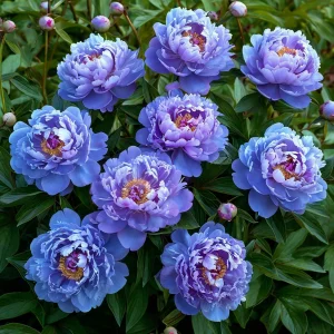 Пион Голубой лотос купить по цене от 590р. в интернет-магазине «Посадика» с доставкой почтой в в Гусь-Хрустальныйе и по всей России – [изображение №1].