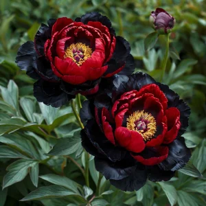 Пион Эбеновый Рубин купить по цене от 419р. в интернет-магазине «Посадика» с доставкой почтой в в Гусь-Хрустальныйе и по всей России – [изображение №1].