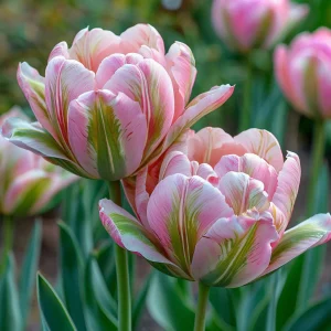 Тюльпан Аврора Принцес купить по цене от 345р. в интернет-магазине «Посадика» с доставкой почтой в в Гусь-Хрустальныйе и по всей России – [изображение №1].