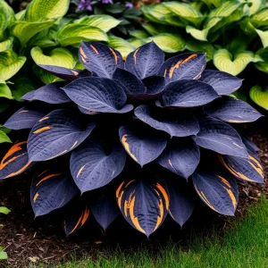 Хоста Умбра купить по цене от 349р. в интернет-магазине «Посадика» с доставкой почтой в в Гусь-Хрустальныйе и по всей России – [изображение №1].