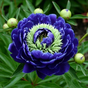 Пион Дримвивер купить по цене от 417р. в интернет-магазине «Посадика» с доставкой почтой в в Гусь-Хрустальныйе и по всей России – [изображение №1].