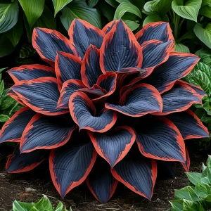 Хоста Солнечный Агат купить по цене от 440р. в интернет-магазине «Посадика» с доставкой почтой в в Гусь-Хрустальныйе и по всей России – [изображение №1].