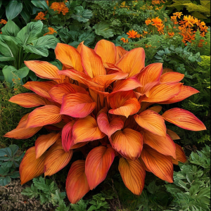 Хоста Солнечный Нектар купить по цене от 605р. в интернет-магазине «Посадика» с доставкой почтой в в Гусь-Хрустальныйе и по всей России – [изображение №1].