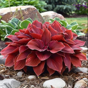 Хоста Рэд Эйнджл купить по цене от 549р. в интернет-магазине «Посадика» с доставкой почтой в в Гусь-Хрустальныйе и по всей России – [изображение №1].