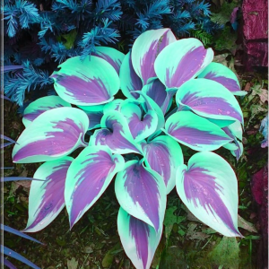 Хоста Висперин Бьюти купить по цене от 379р. в интернет-магазине «Посадика» с доставкой почтой в в Гусь-Хрустальныйе и по всей России – [изображение №1].