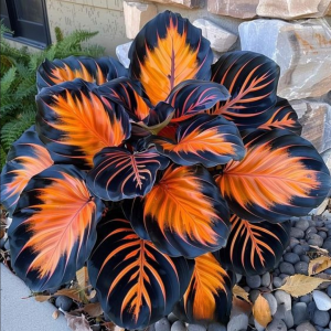 Хоста Сикрет Форест купить по цене от 601р. в интернет-магазине «Посадика» с доставкой почтой в в Гусь-Хрустальныйе и по всей России – [изображение №1].