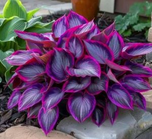 Хоста Сикрет Гарденс купить по цене от 549р. в интернет-магазине «Посадика» с доставкой почтой в в Гусь-Хрустальныйе и по всей России – [изображение №1].