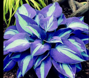 Хоста Аурелия купить по цене от 450р. в интернет-магазине «Посадика» с доставкой почтой в в Гусь-Хрустальныйе и по всей России – [изображение №1].